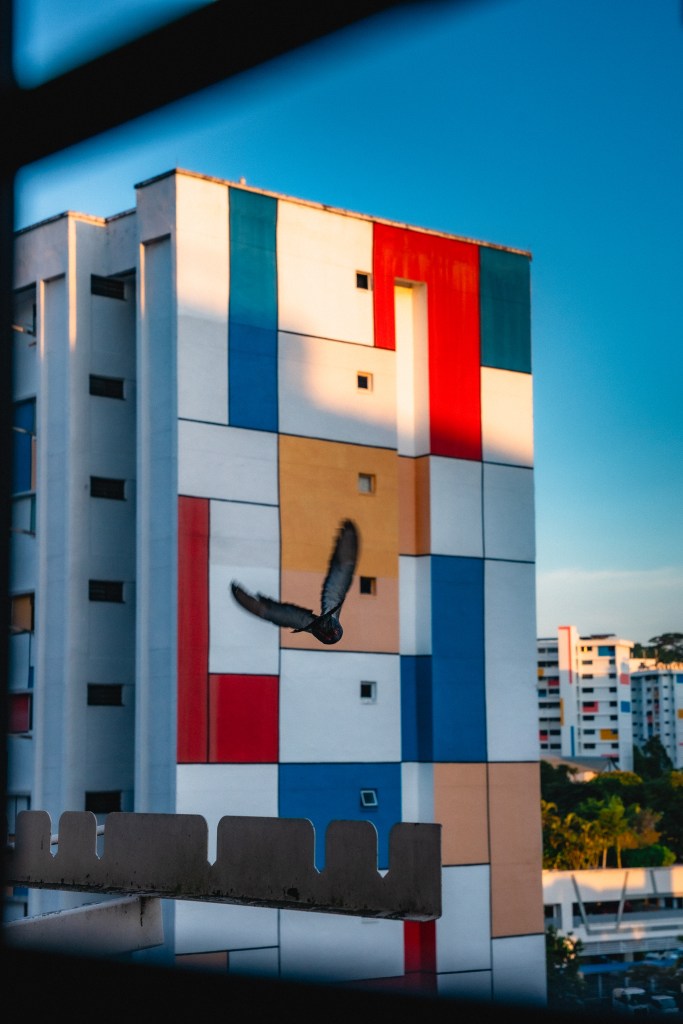 Image of a bird flying into frame, against the background of blocks in Teck Whye Avenue